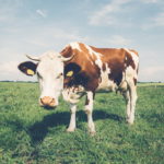 negative-space-white-and-brown-cow-in-field_redimensionner